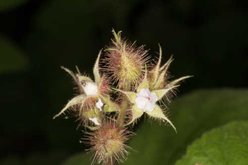 Rubus phoenicolasius #2